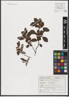 Foto von Salix hastata L.